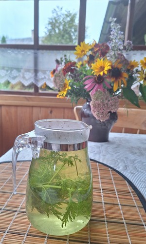 arbata saldusis pelynas