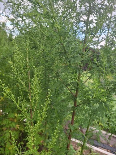 artemisia anua