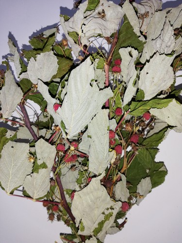 Džiovinti aviečių lapai su šakelėmis ir uogomis 40 gr