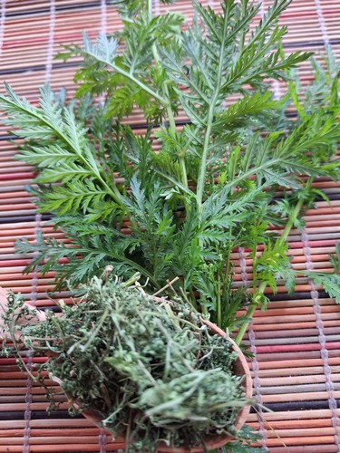 Džiovinto saldžiojo pelyno- artemisia annua arbata 40 gr